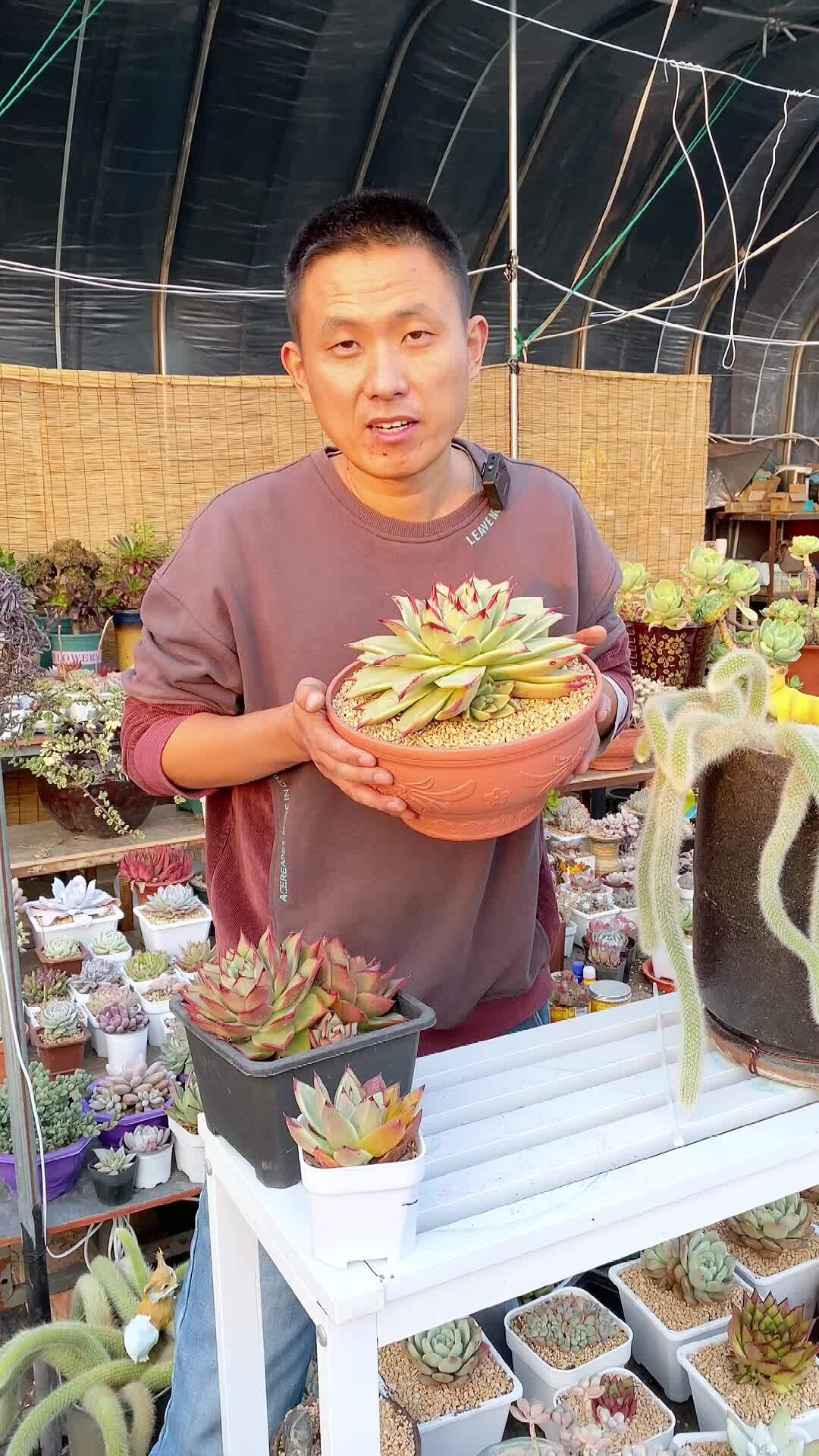 乌木多肉为什么会化水?如何预防乌木化水?