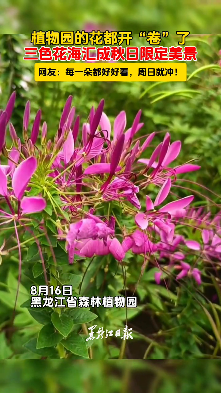 植物园的花都开“卷”了,三色花海汇成秋日限定美景