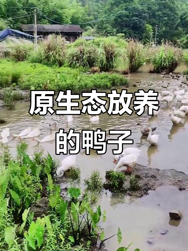 纯生态放养绿头野鸭,不吃饲料更健康