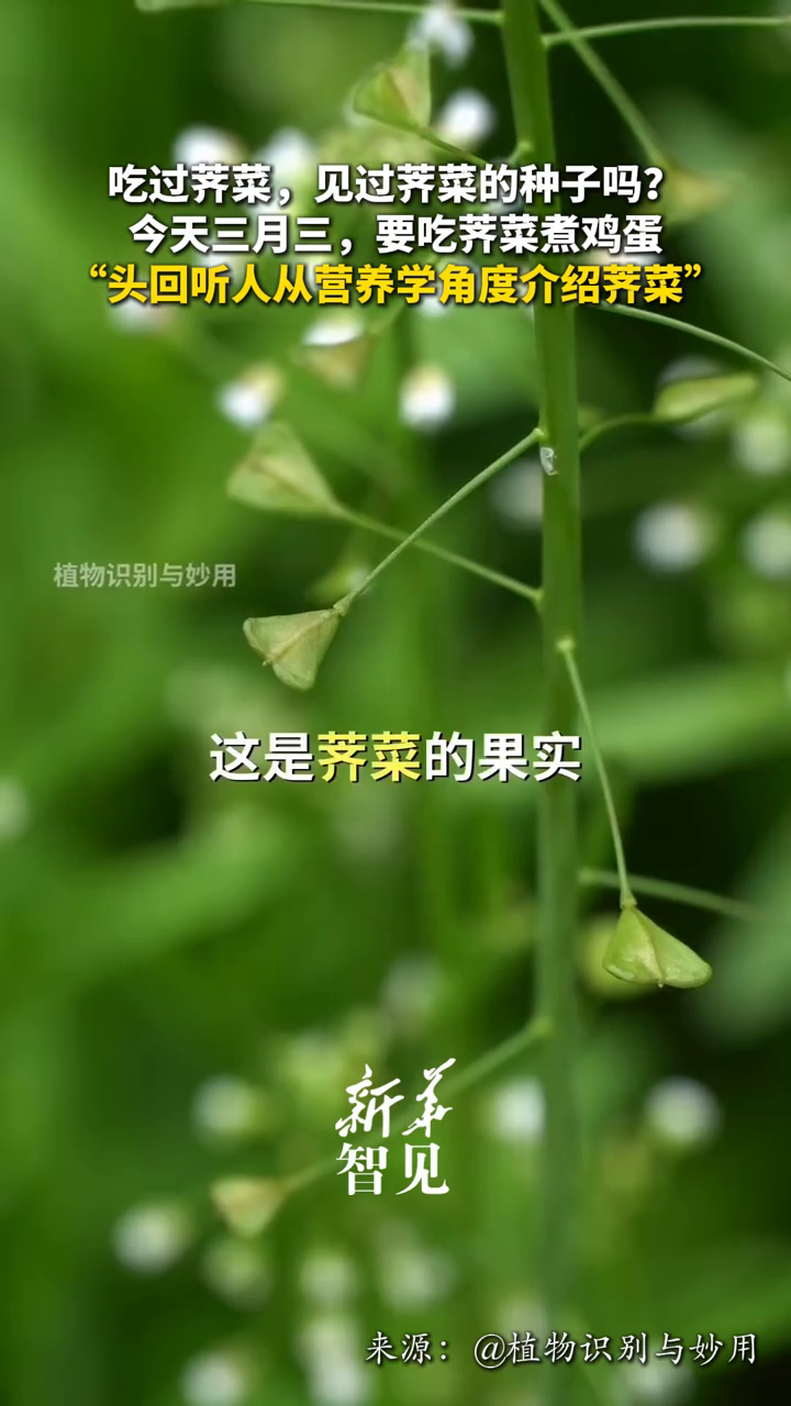 吃过荠菜，见过荠菜的种子吗？今天三月三，要吃荠菜煮鸡蛋