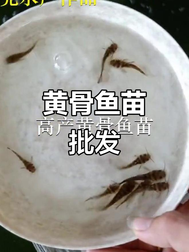 优质黄骨鱼苗,批发供应,深圳及东莞多地可放生