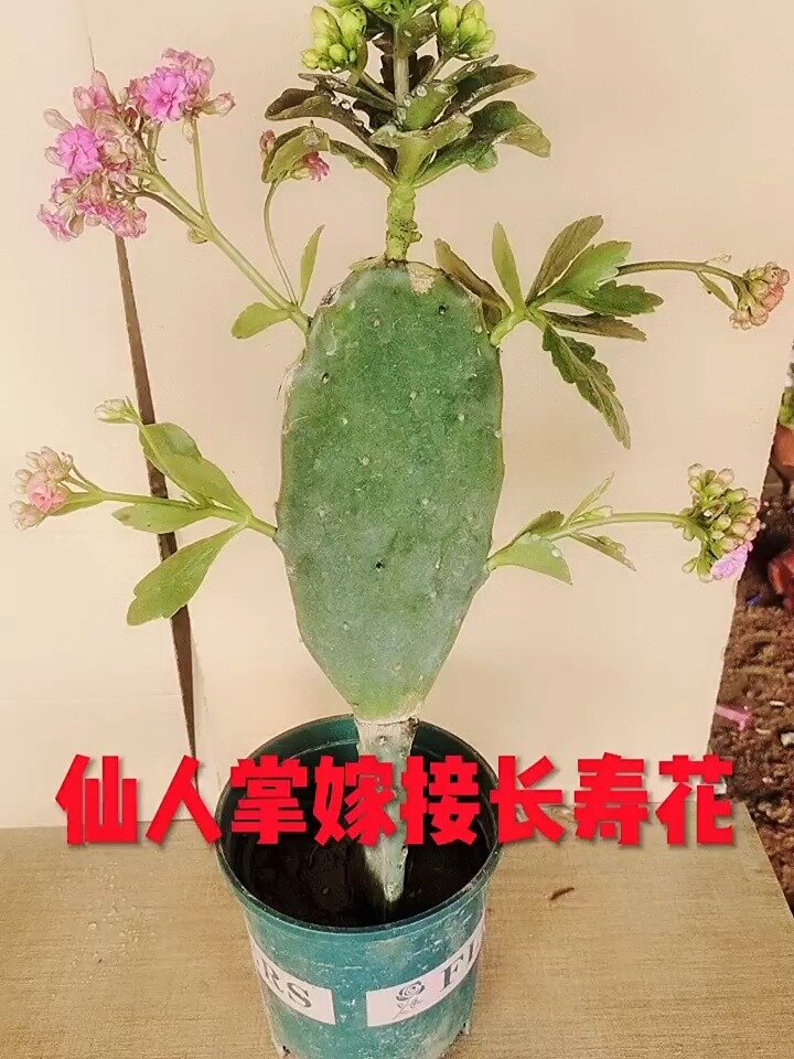 中国第九金看完花滑给我整哭了真是太不容易了 仙人掌扦插长寿
