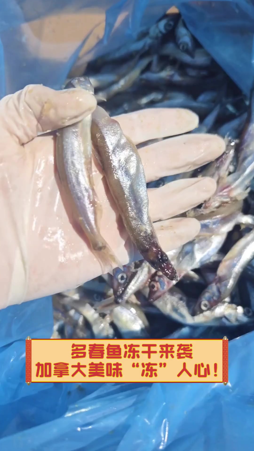 多春鱼冻干来袭,加拿大美味“冻”人心!