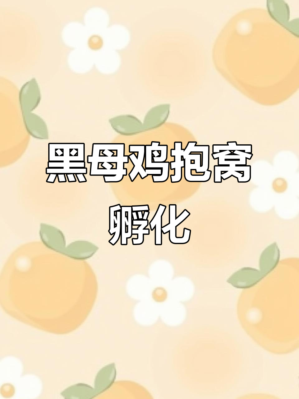 探访散养黑母鸡，12个蛋孵小鸡全过程
