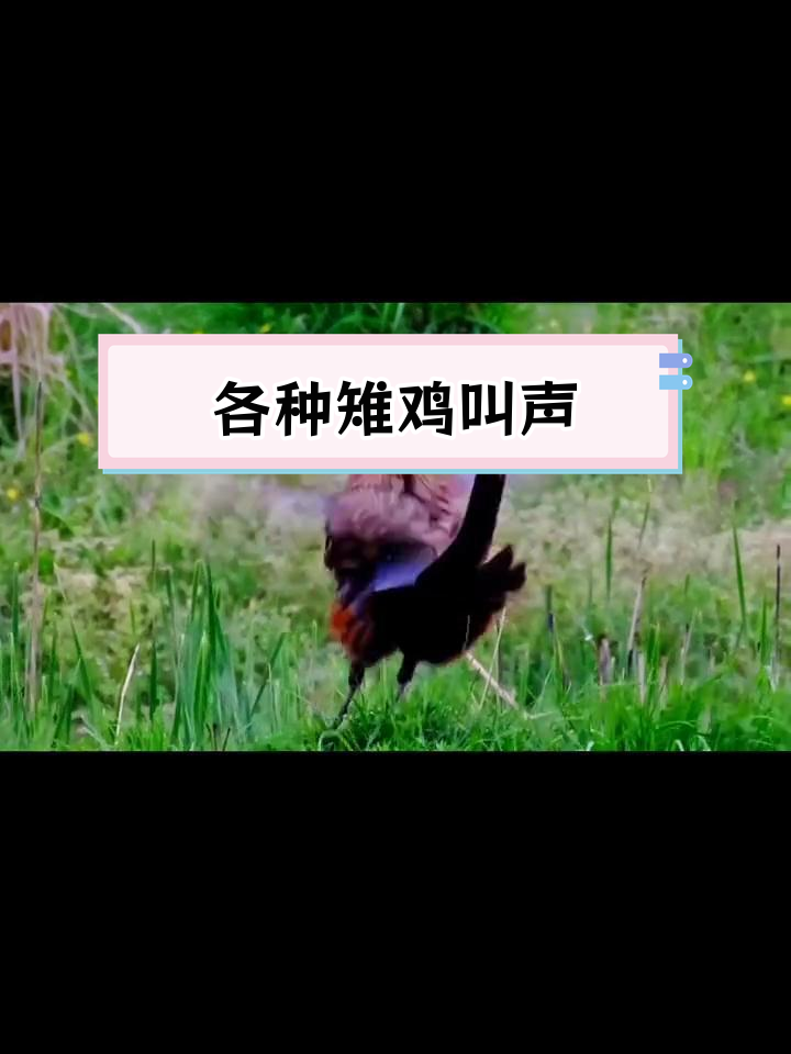 20种雉鸡独特叫声大集合