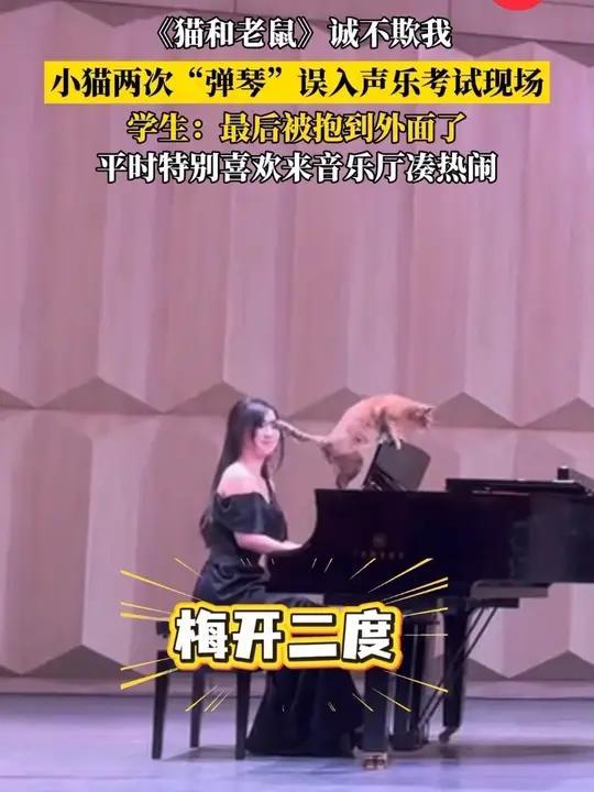 《猫和老鼠》诚不欺我！小猫两次“弹琴”误入声乐考试现场，学生：最后被抱到外面了，平时特别喜