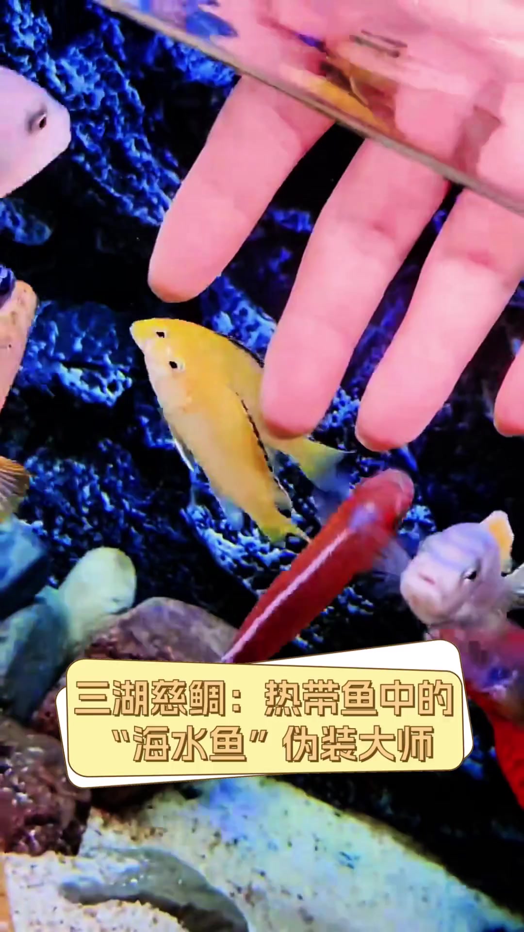 三湖慈鲷:热带鱼中的“海水鱼”伪装大师
