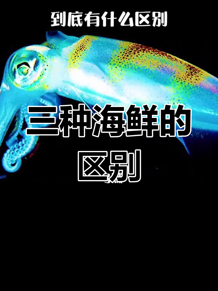 章鱼、乌贼和鱿鱼的三大区别解析