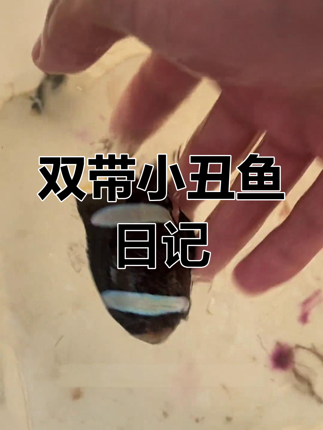 海边抓到双带小丑鱼,黑白对比超明显