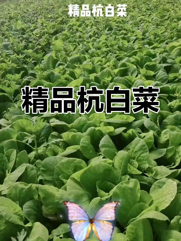 新鲜杭白菜,风味十足