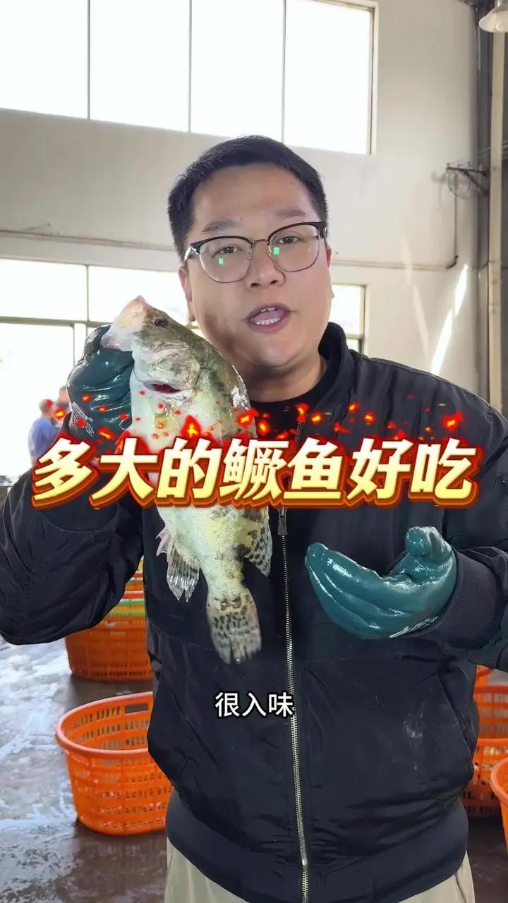 多大的臭鳜鱼好吃?就选这种1斤左右的标鳜