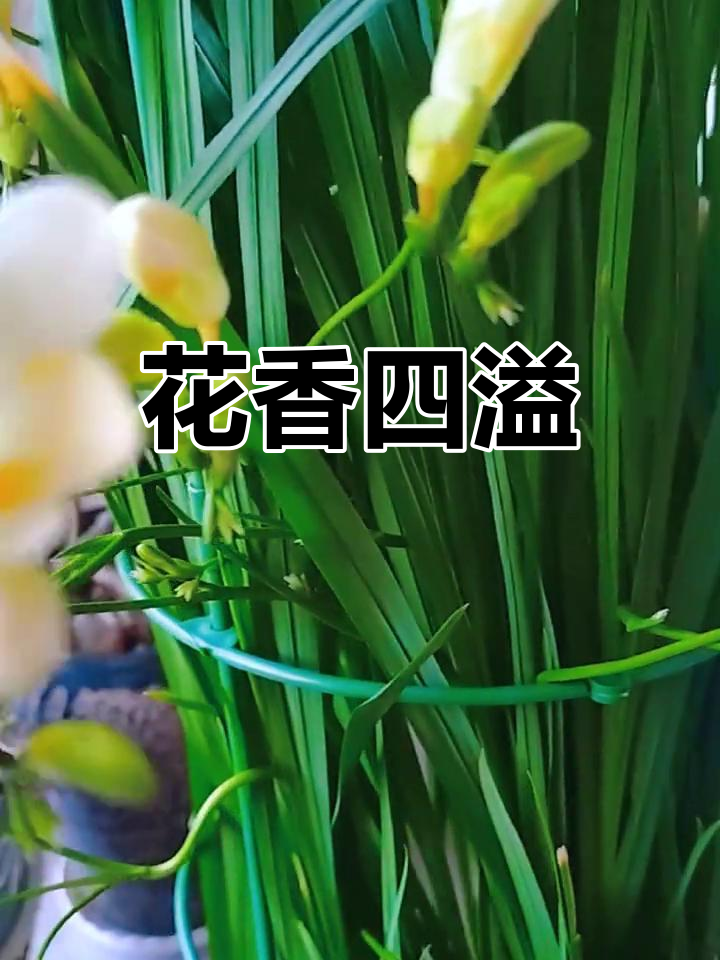 麦兰花开,香气扑鼻,家里瞬间充满清新花香!