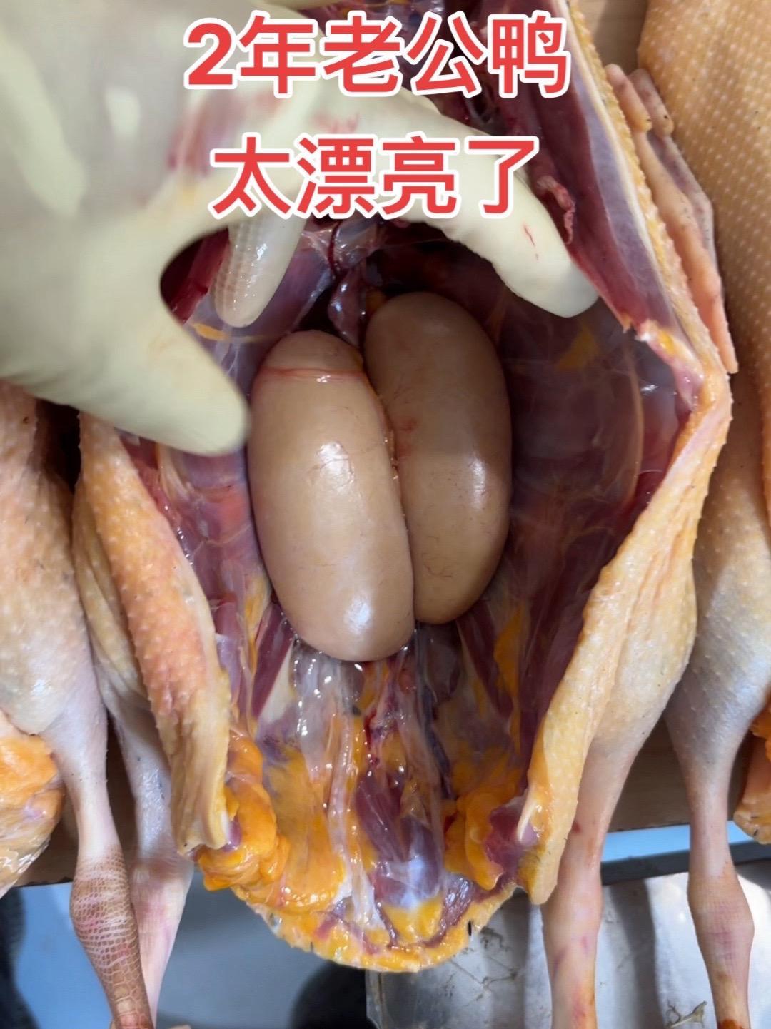 正宗农家散养家禽喜欢来我直播间挑选吧 真材实料才能做出好味道 优质农产品 土鸡土鸭 老母鸡