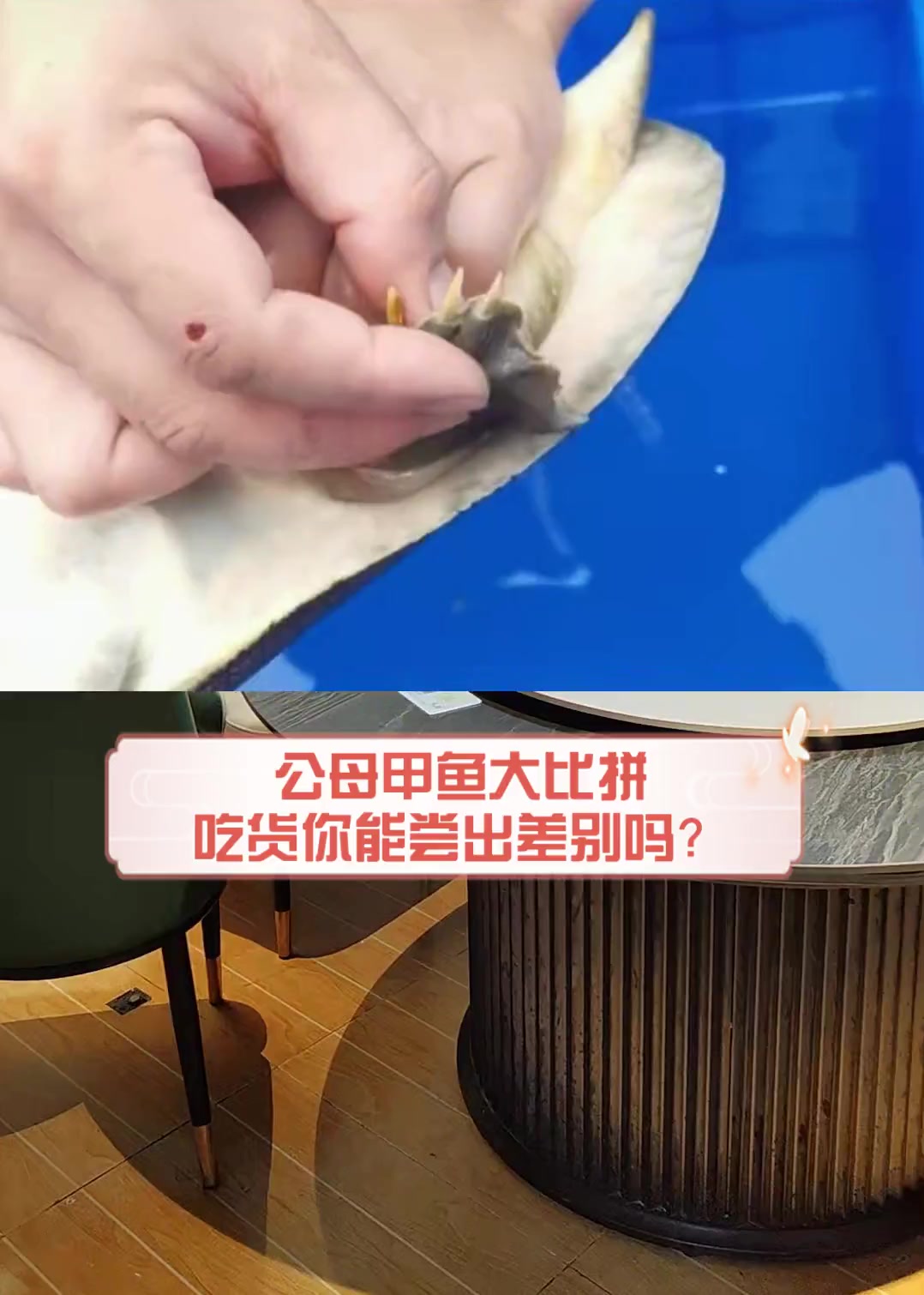 公母甲鱼大比拼,吃货你能尝出差别吗?