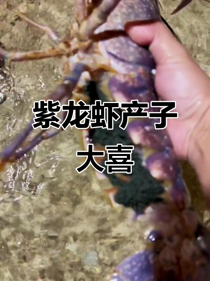紫龙虾爆卵，黄金与紫色杂交新物种诞生！