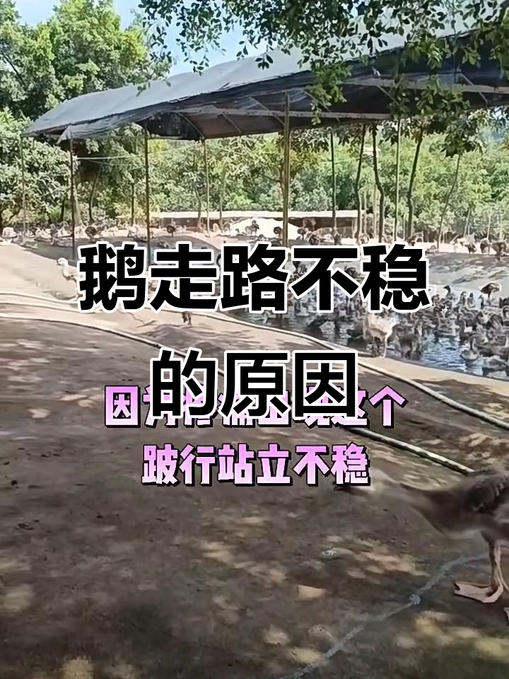 鹅腿瘸软无力?这些原因你得知道