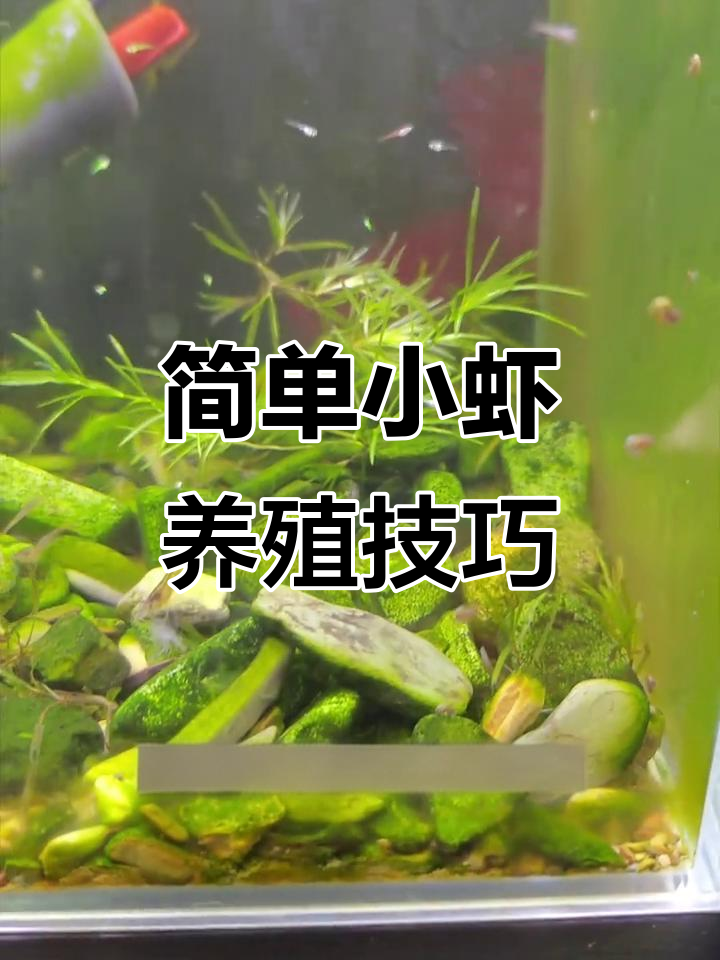 小虾轻松养,水草藻类全搞定