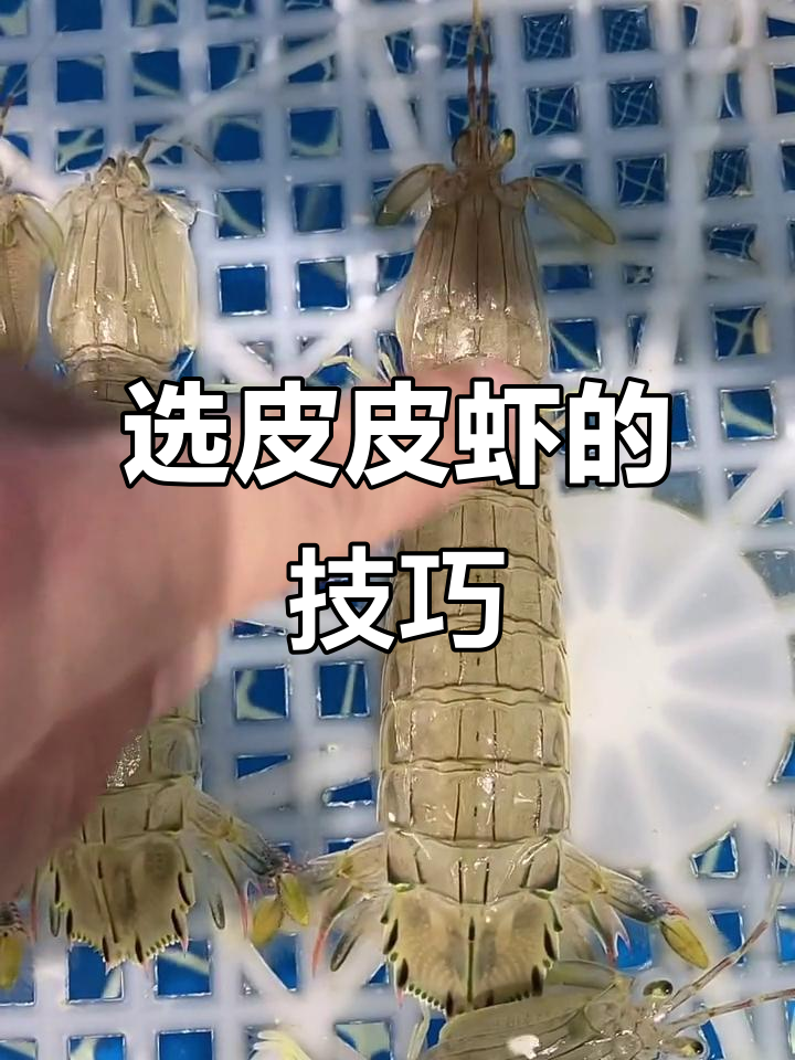 如何挑选高品质皮皮虾?颜色和腿黄是关键