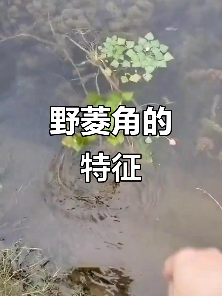 野菱角,绿色叶片,小花朵,坚果状果实