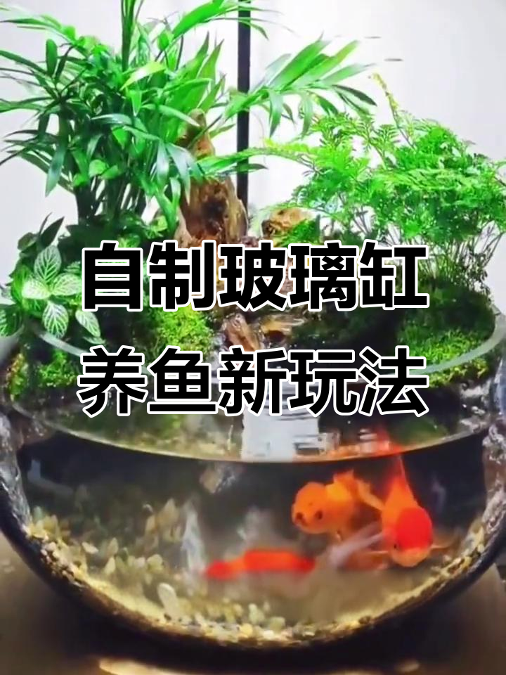 玻璃缸流水景观制作,打造迷你生态鱼缸