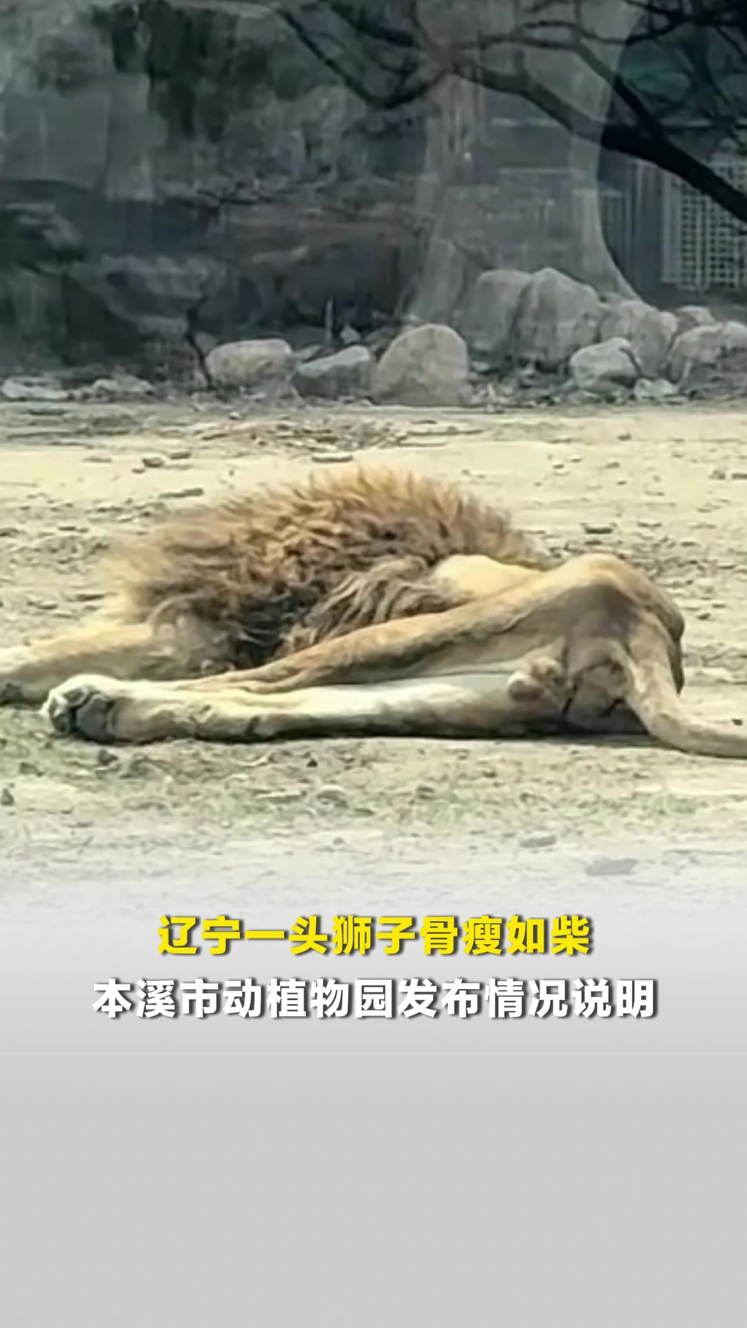 辽宁一头狮子骨瘦如柴,本溪市动植物园发布情况说明:其配偶死亡后精神压抑萎靡