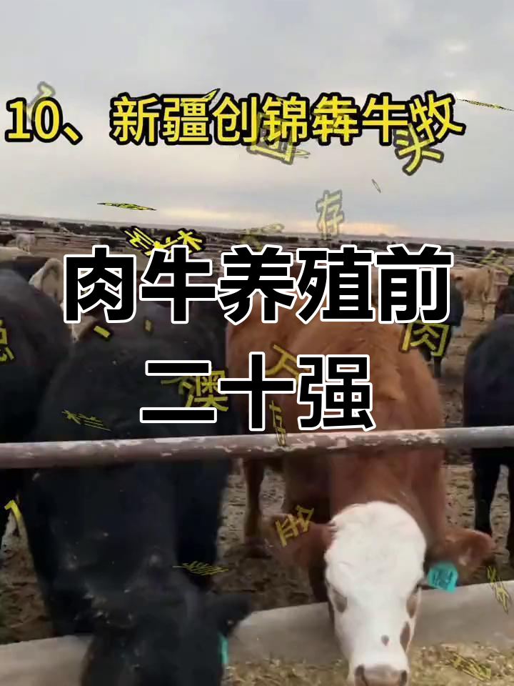 全国肉牛养殖TOP20,哪些企业最值得关注?