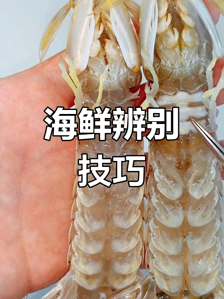 学会分辨皮皮虾性别,海鲜美食更美味!