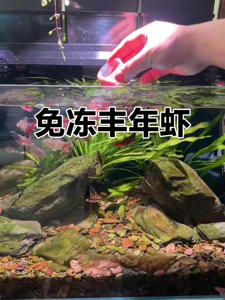 丰年虾保鲜液,喂鱼更方便!营养丰富又省心