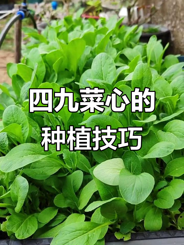 耐热抗寒四九菜心,种植简单又美味