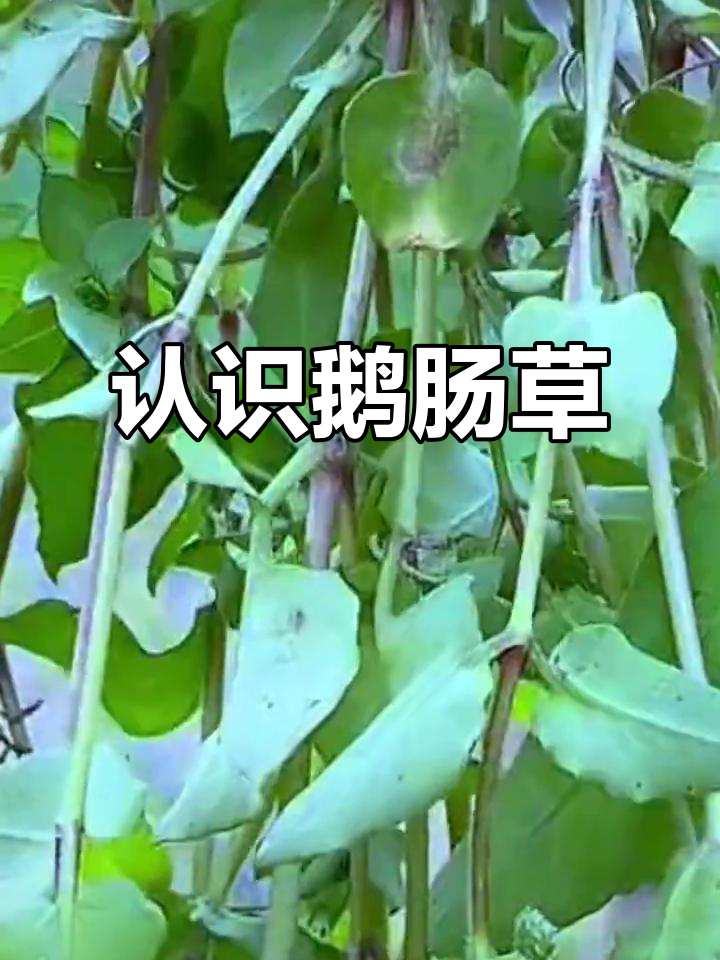 鹅肠草的神奇作用,竟能这样吃!
