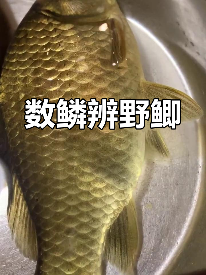 野生鲫鱼侧线鳞片数量辨别法