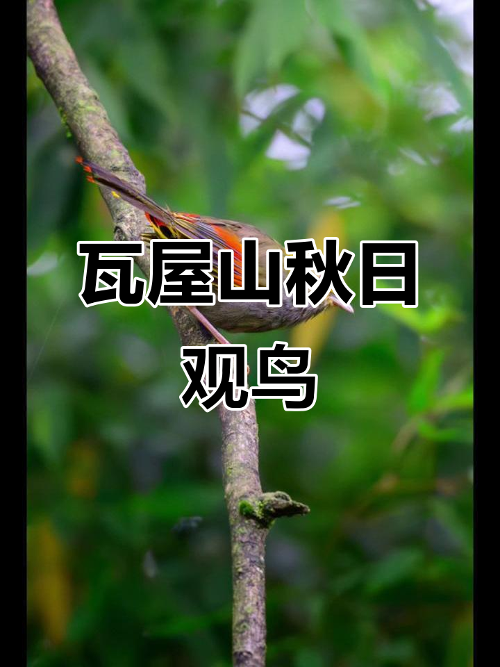 十月瓦屋山观鸟全攻略,探秘秋季鸟类大迁徙