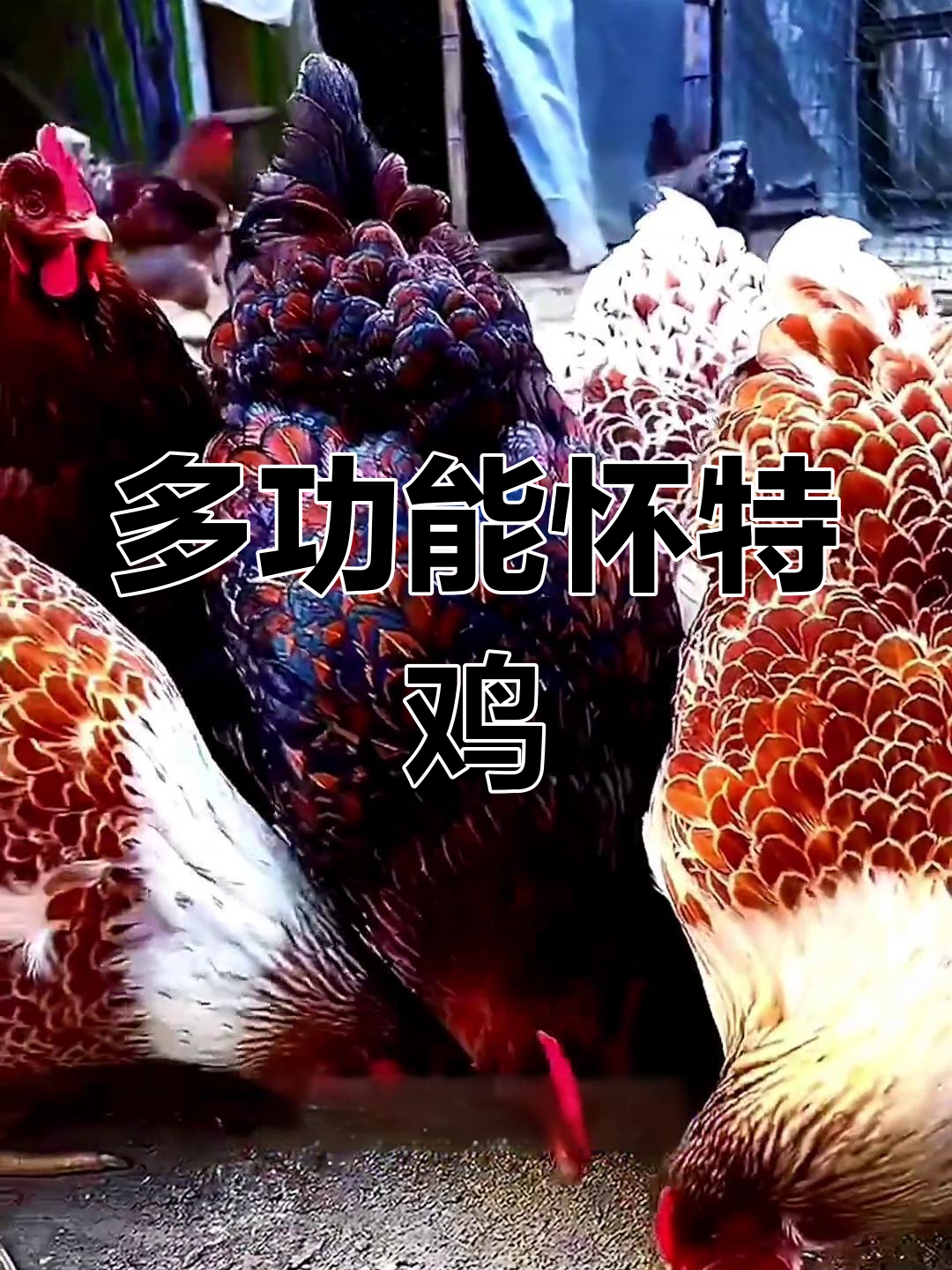 怀特鸡:肉用与观赏并存,极盐值实力派