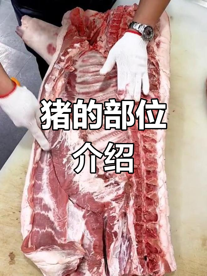 猪肉部位名称解析,轻松学会