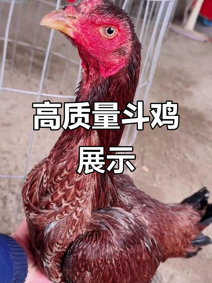 越南斗鸡精彩瞬间:火烧毛完美下蛋,三棱嘴拉槽惊艳全场