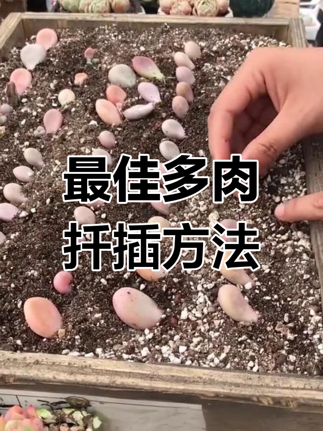 多肉叶插技巧大揭秘:斜插45度更有利于扎根