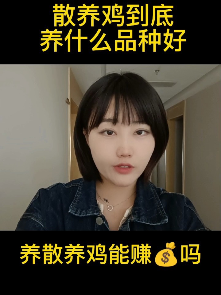 散养鸡到底什么品种好养