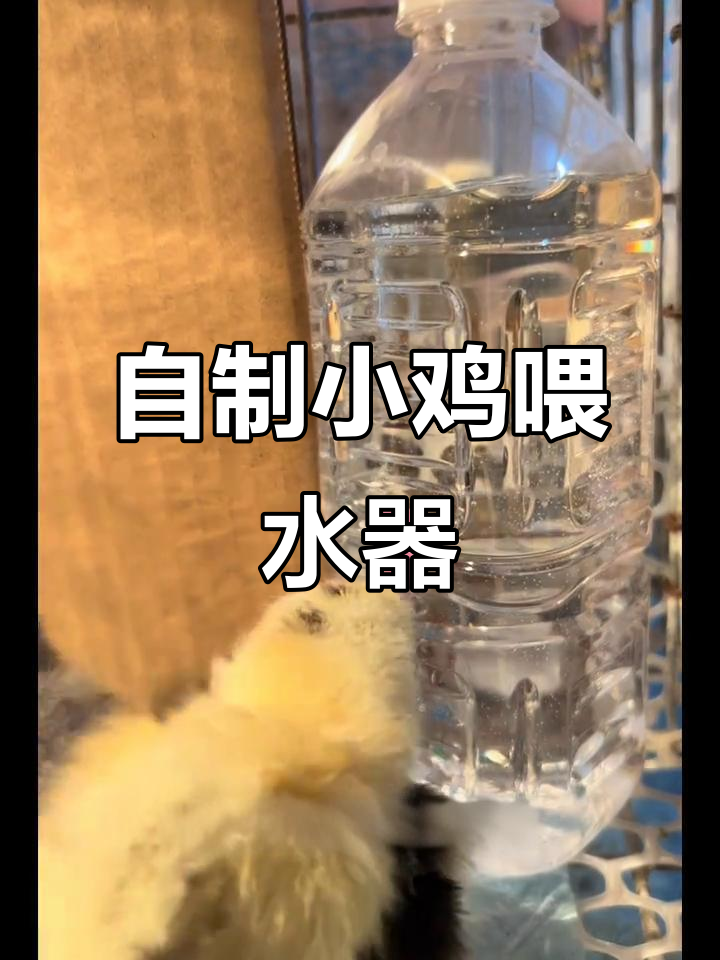 小鸡饮水器制作技巧,防止羽毛湿感冒