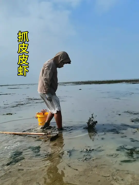 又到吃最肥美皮皮虾的季节,赶海抓虾正当时