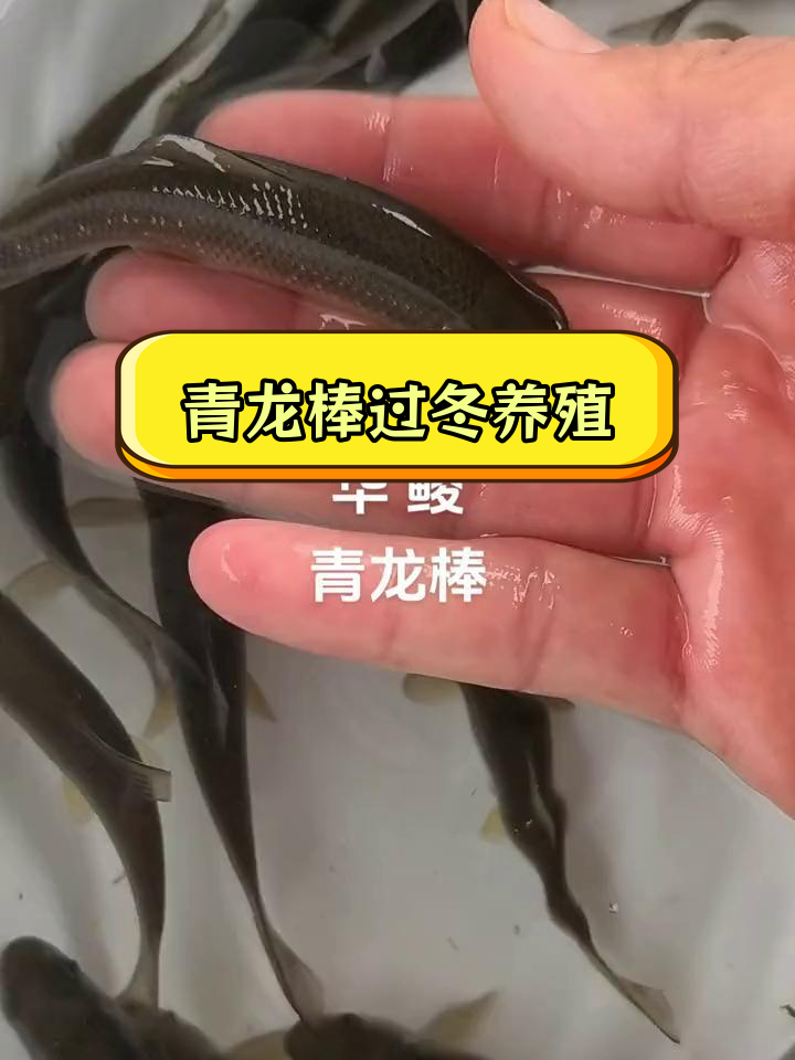 华鲮与四大家鱼混养,冬季也能存活