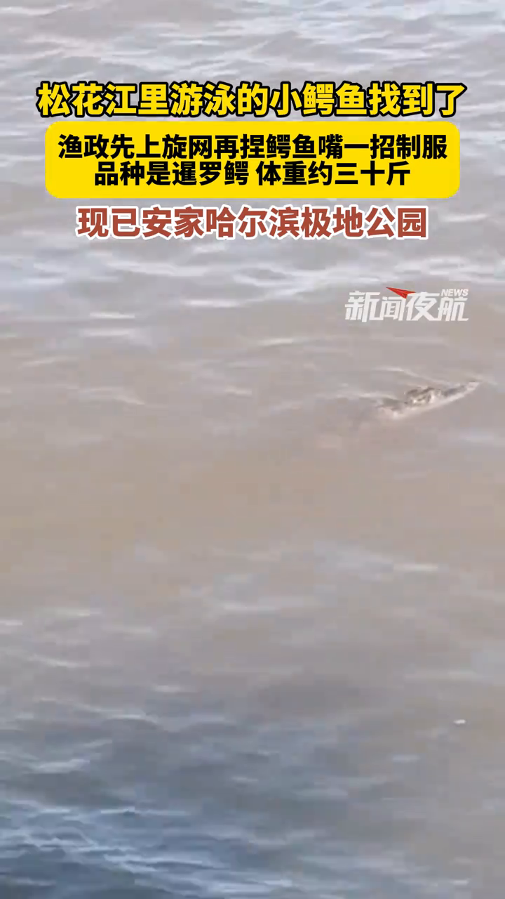 在松花江中游泳的小鳄鱼找到了,渔政执法人员用旋网一招制服