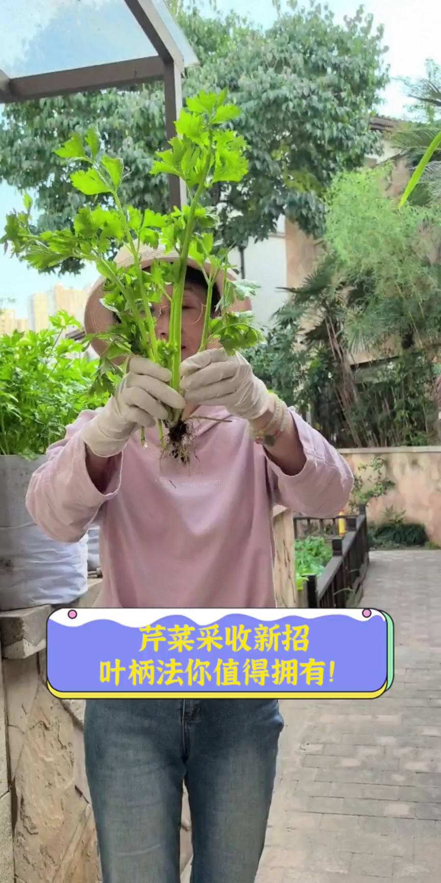 芹菜采收新招,叶柄法你值得拥有!