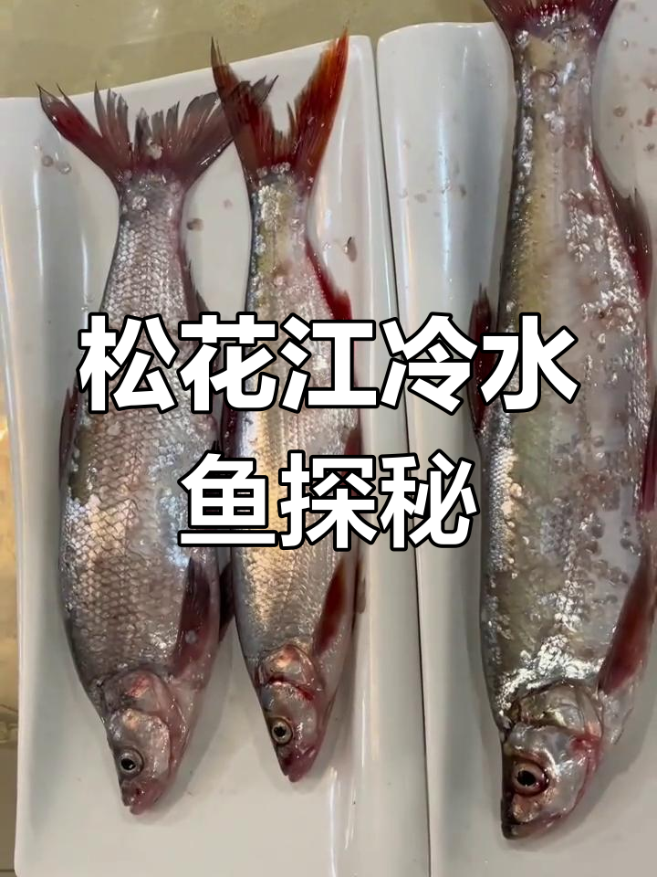 松花江流域冷水鱼大揭秘:三花一岛五罗十八子七十二杂鱼的秘密