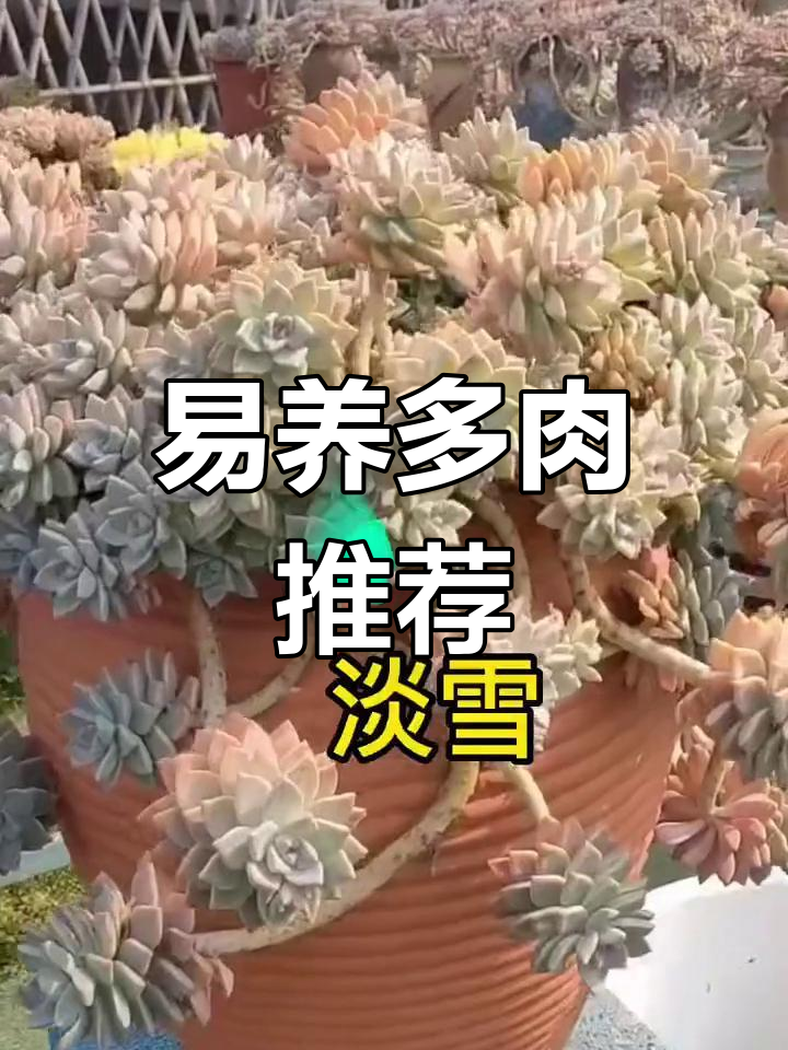 十种容易爆盆的多肉植物