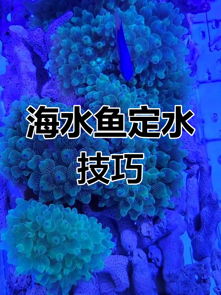 如何为海水鱼调整水质与训练食性?