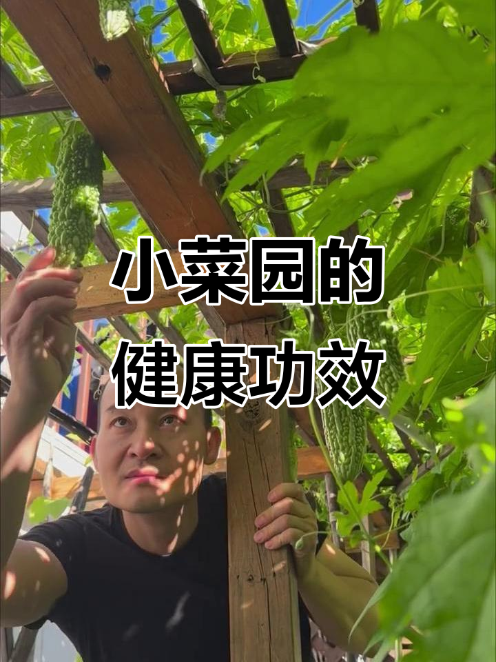 上班族下班变农民,小菜园里的健康秘密