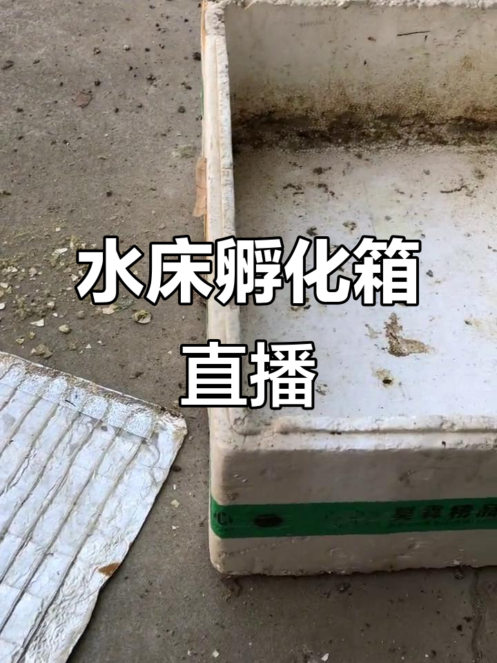 四年使用的水床孵化器,晚上九点直播婆罗门鸡苗孵化过程