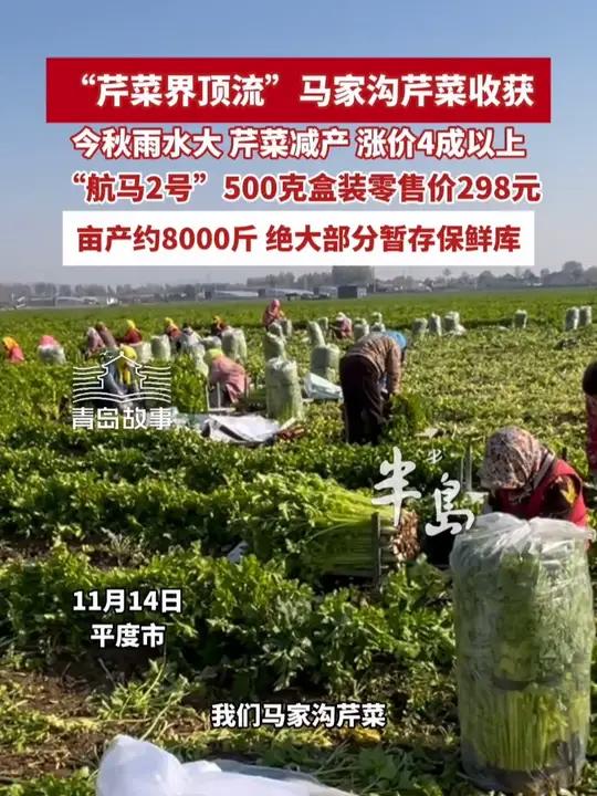 “芹菜界顶流”马家沟芹菜减产，涨价4成以上，“航马2号”零售价每斤298元（半岛全媒体记者
