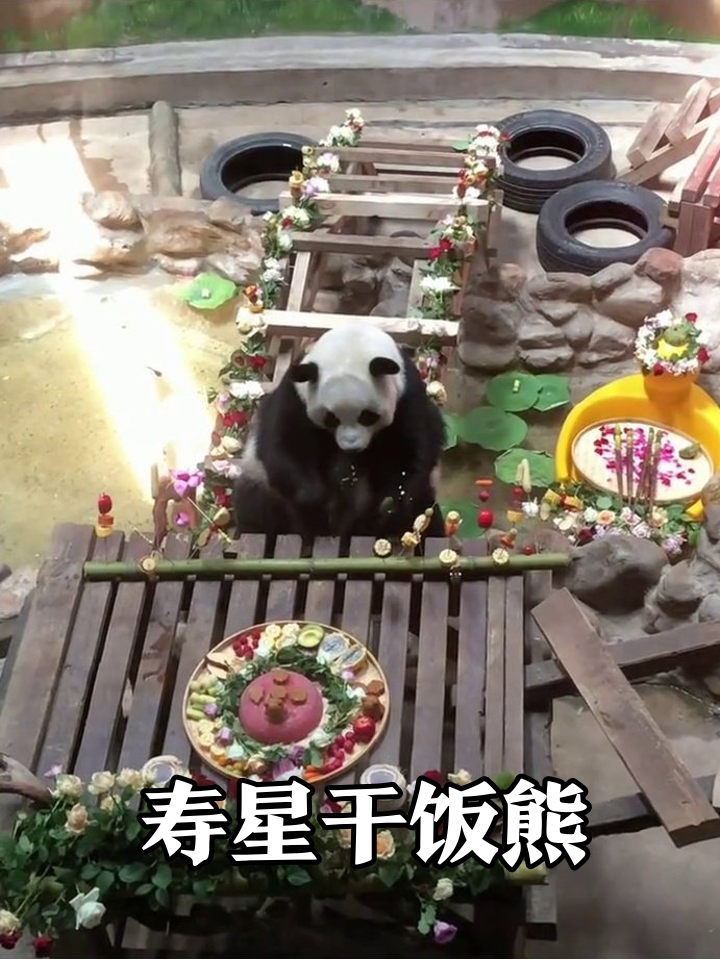 熊猫生日宴上只顾干饭,精致摆盘全成背景板
