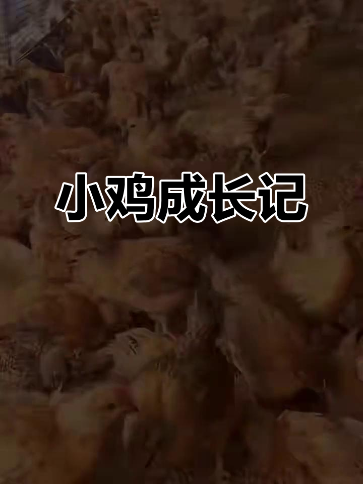 小鸡一个月大,羽毛更丰满,成长惊人!